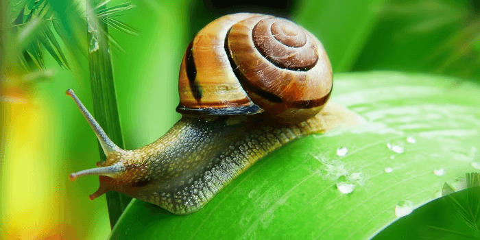 Schneckenschleim Creme